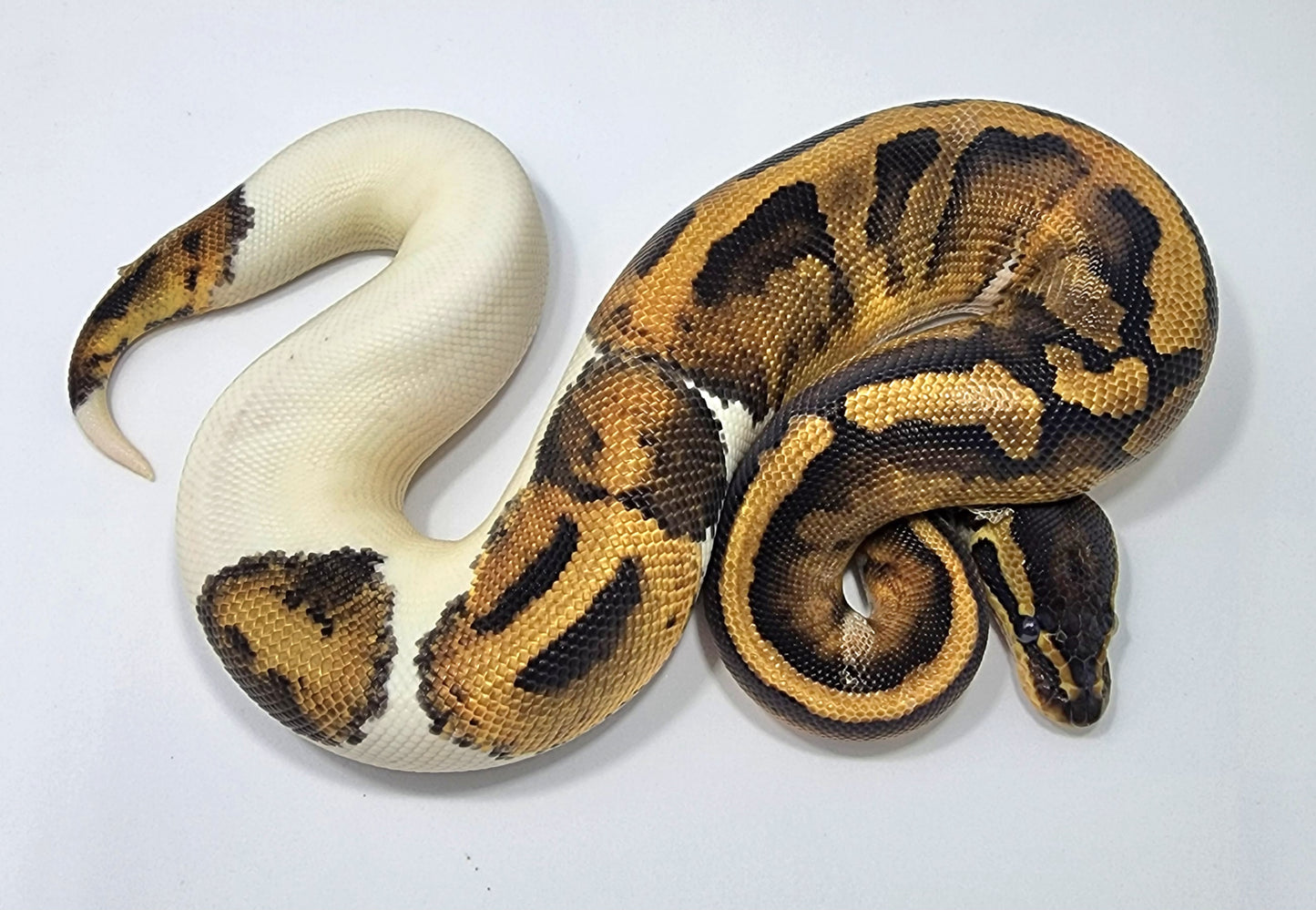 Pied female