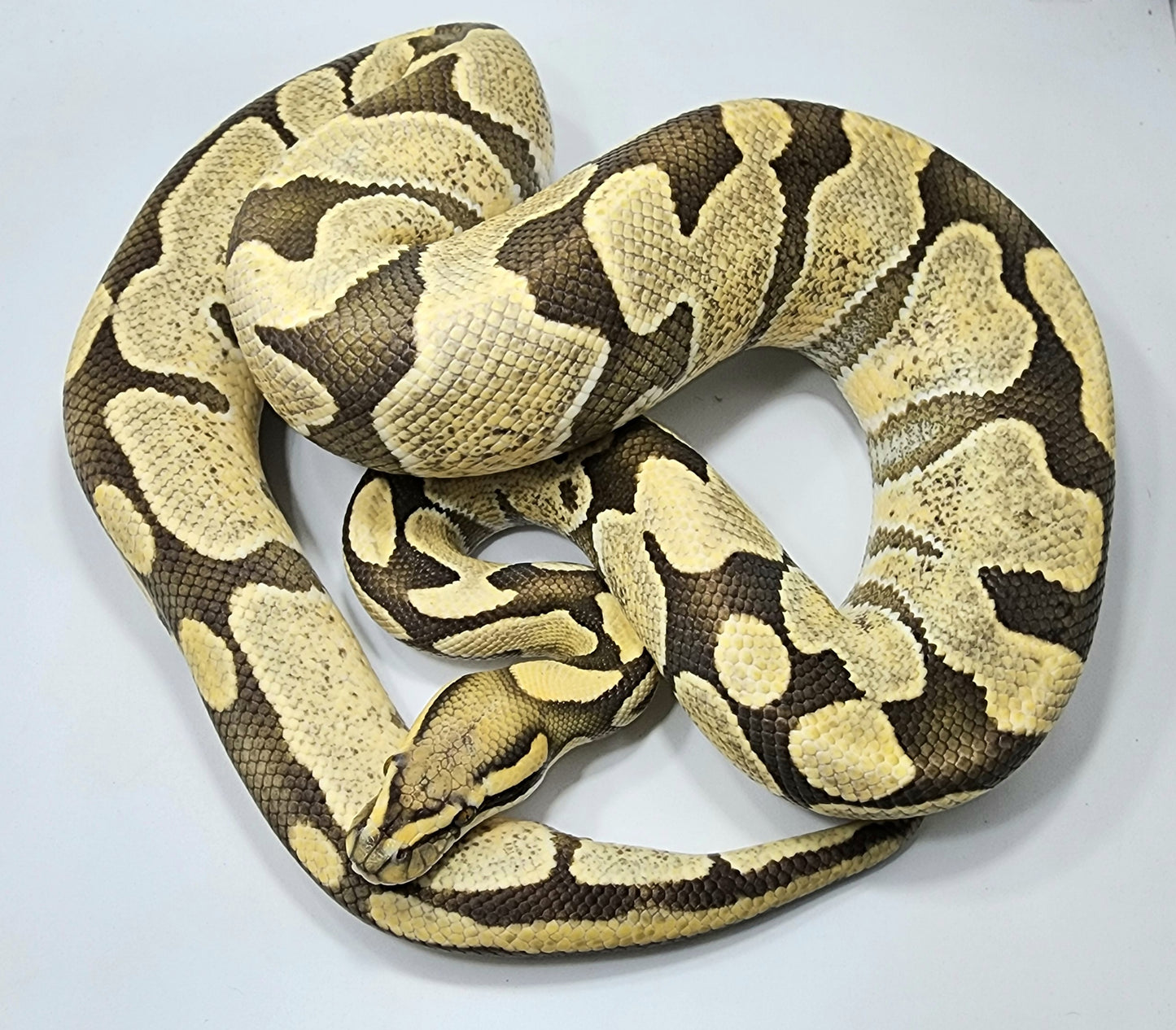 Enchi Desert Ghost male