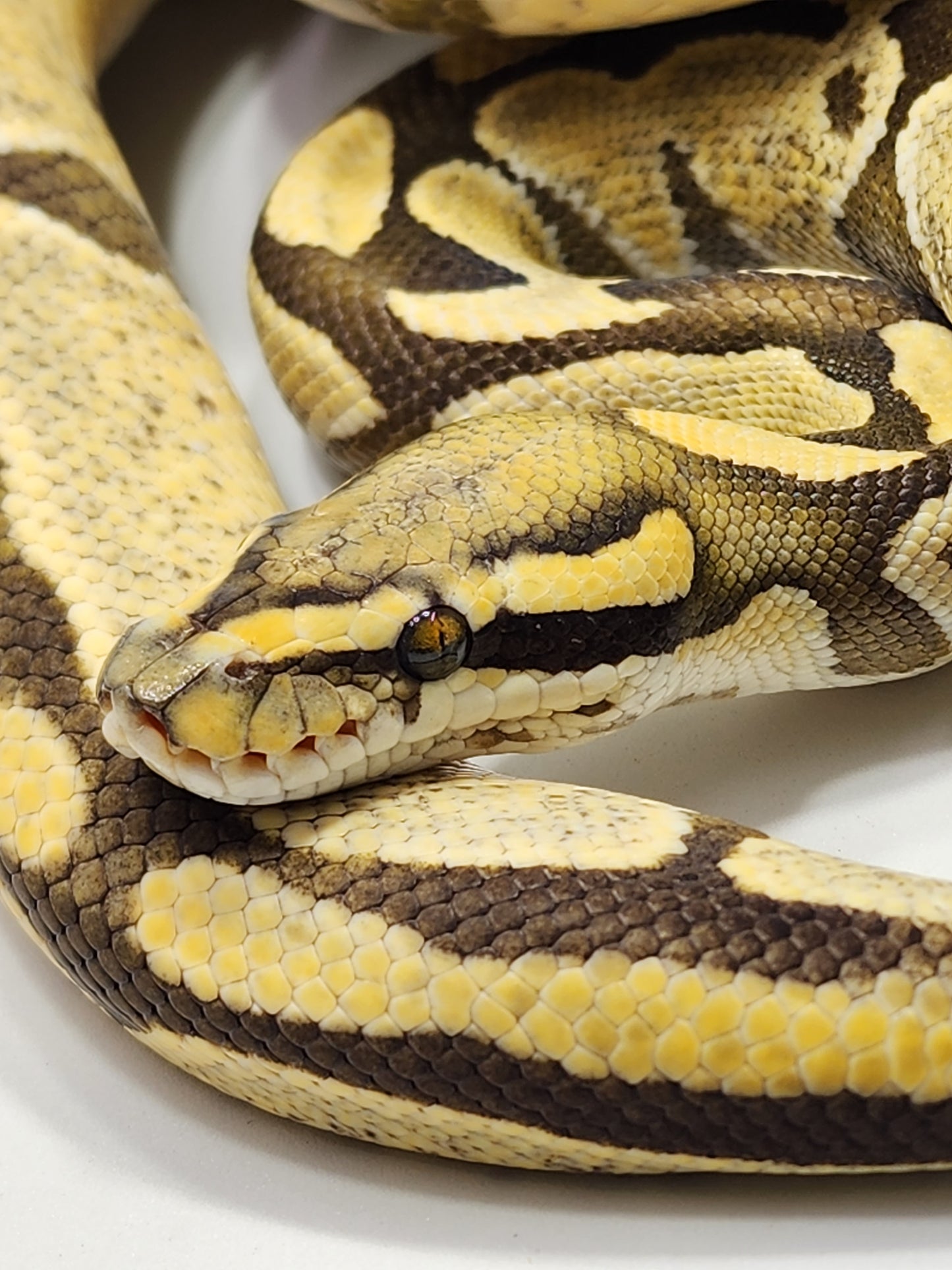 Enchi Desert Ghost male