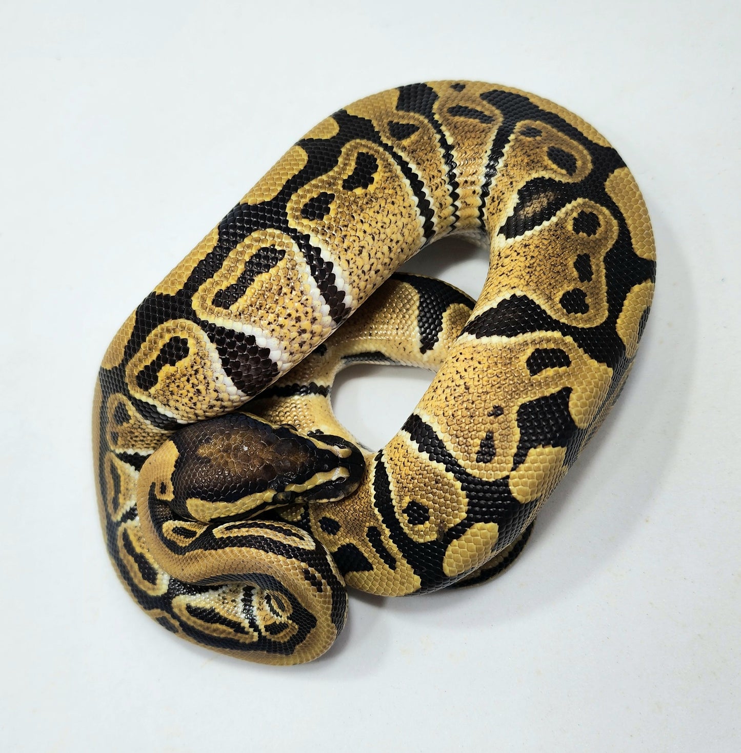 Double het Hypo Clown male – Bronze Serpent Reptiles