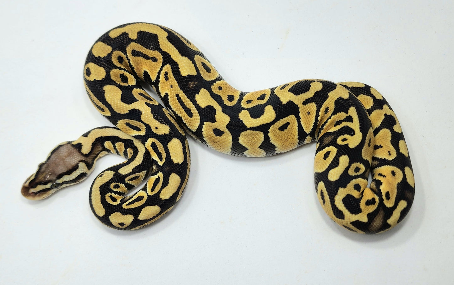 Pastel double het Hypo Clown female