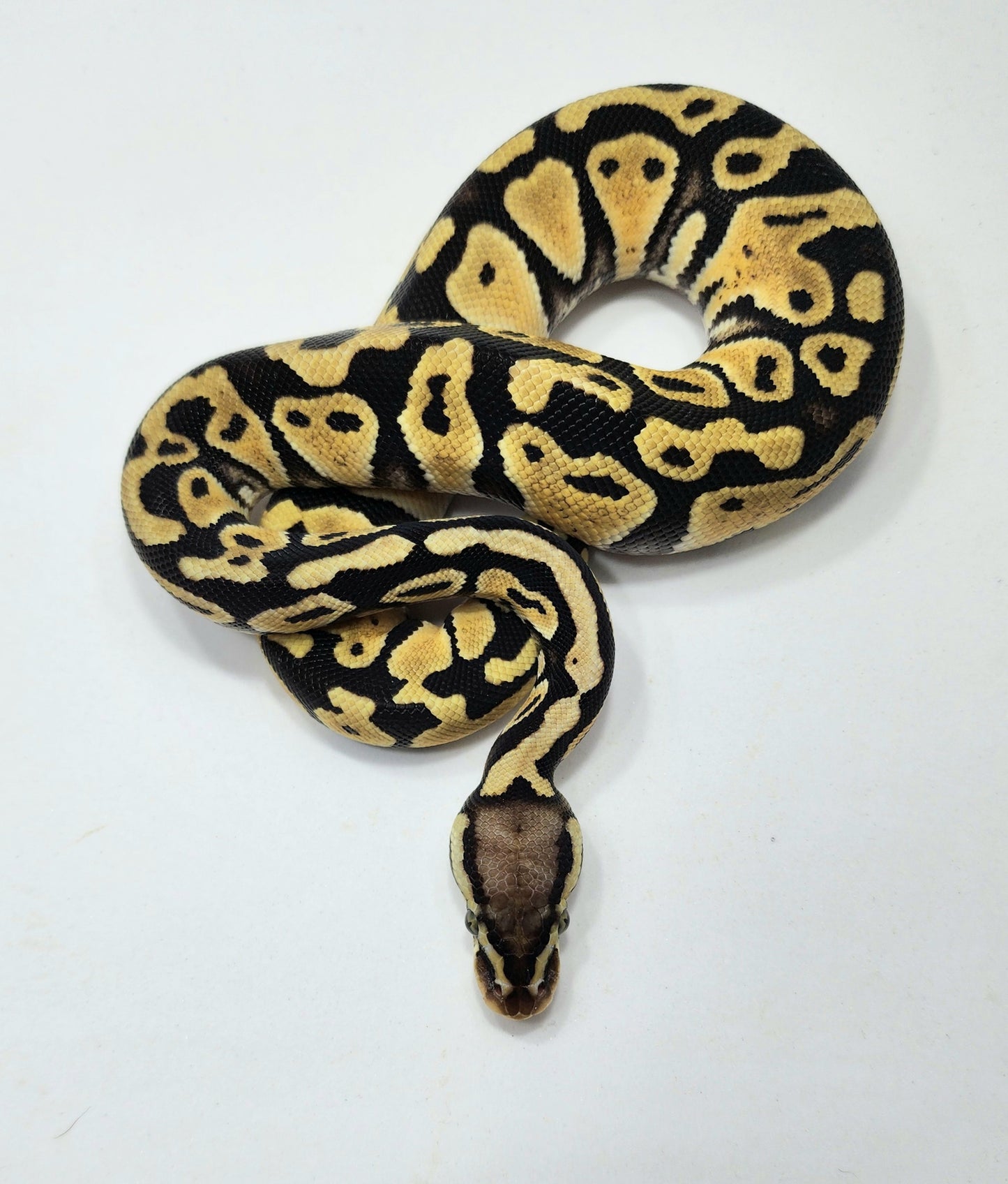 Pastel double het Hypo Clown female