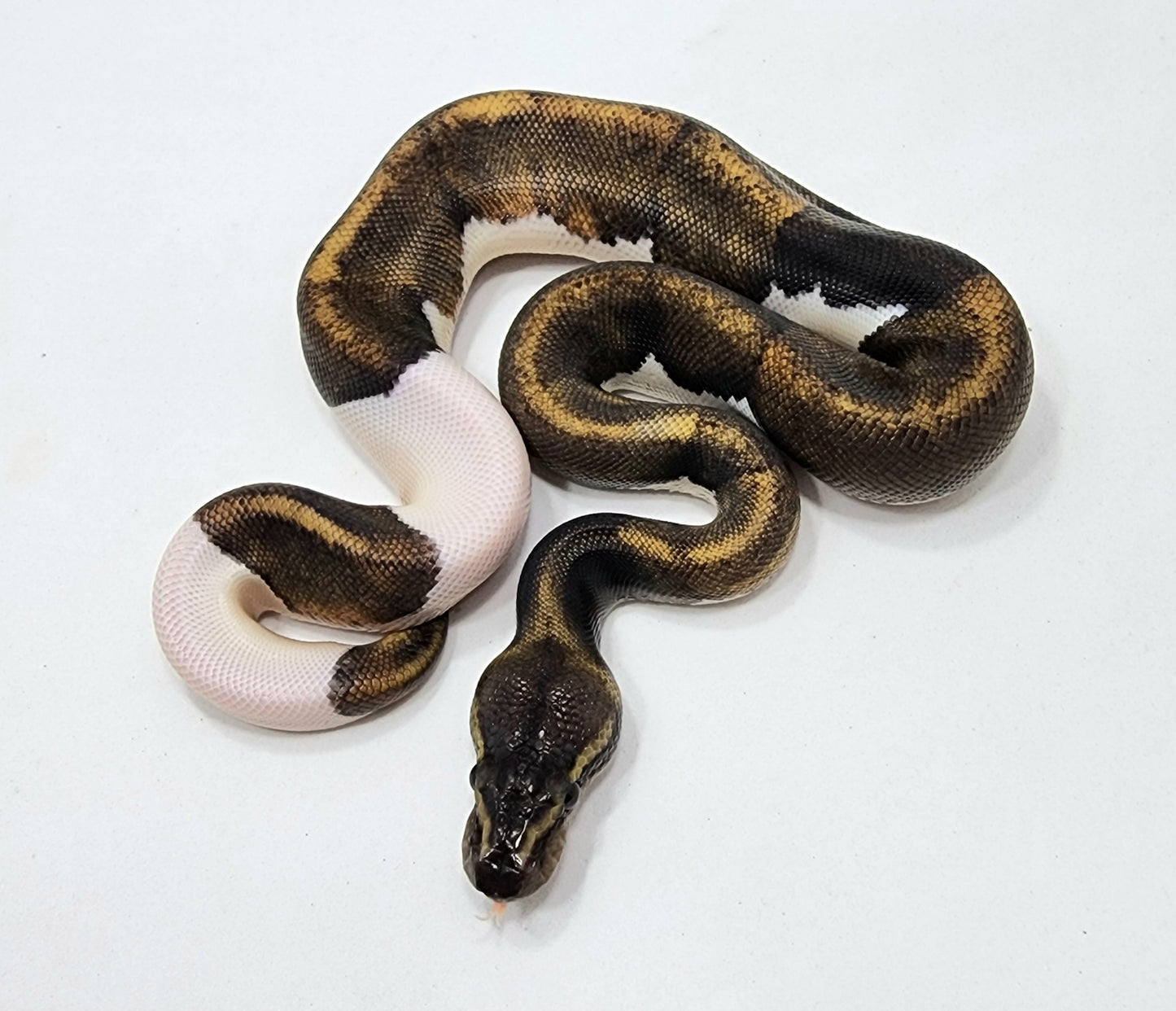 Mahogany GHI Pied male