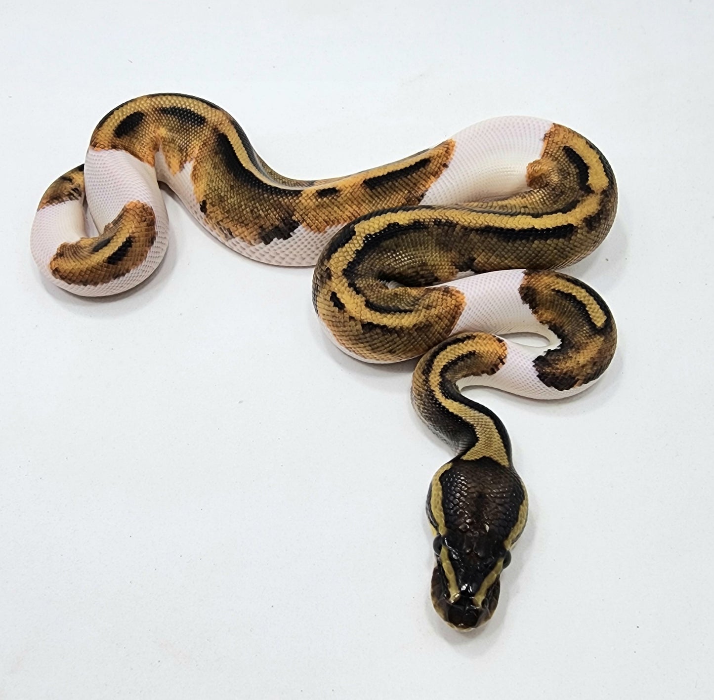 Pied female