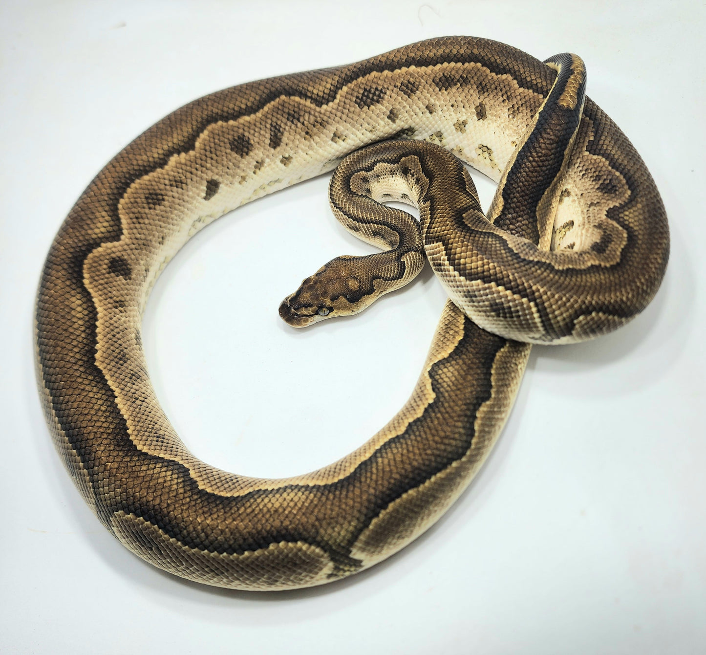 Enchi Blackhead Clown male